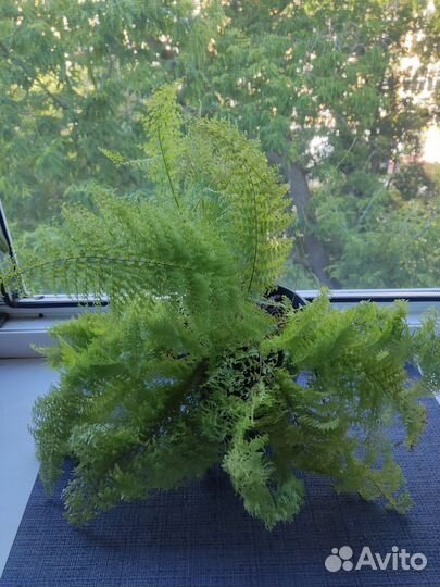 Разные цветы