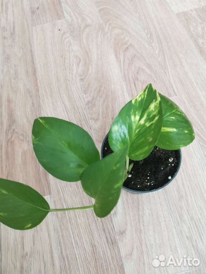 Сциндапсус