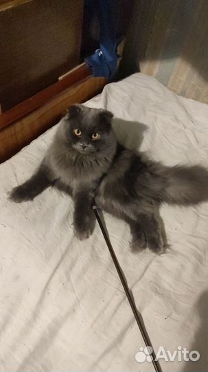 Кот Шотландский вислоухий, длинношёрстный
