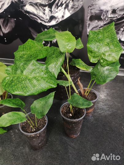 Филодендрон Ринг оф файер,сингониумы, папоротники