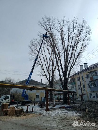Спил деревьев с вывозом