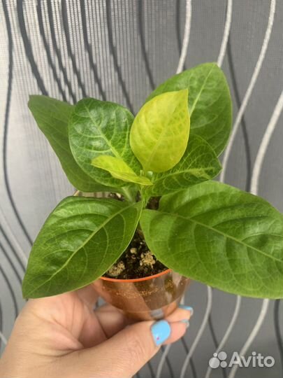 Гибискусы и цветы