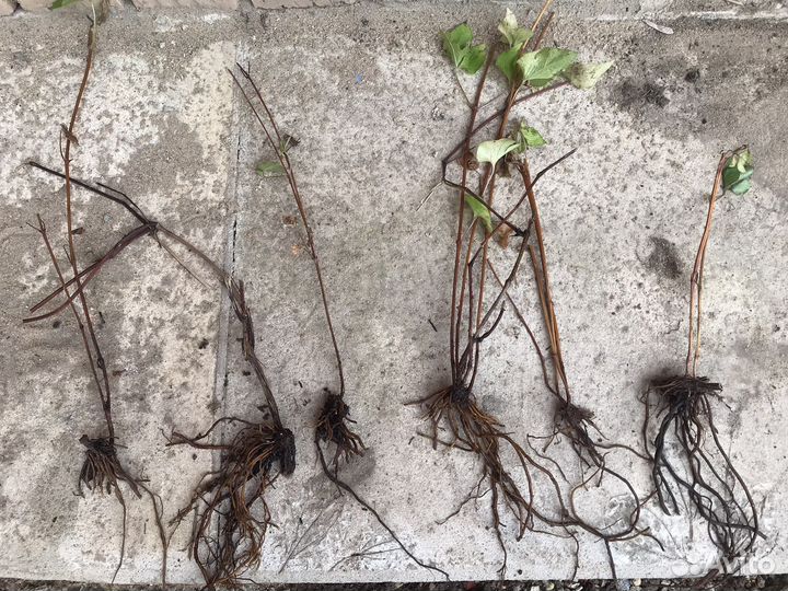 Клематис фиолетовый, саженцы делёнки