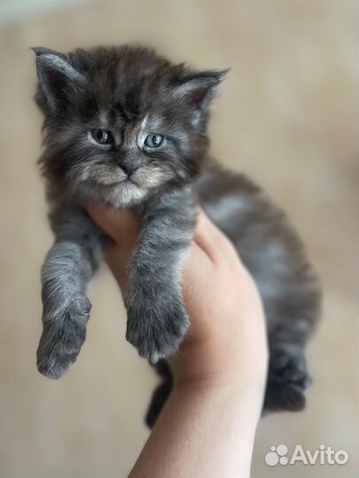 Котенок мейн-кун мальчик