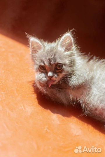 Серый котенок