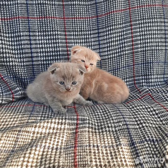 Шотландские малыши