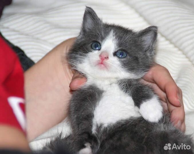 Котенок 1 мес пушистый