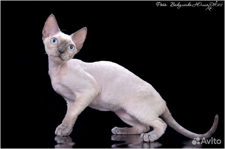 Котята девон-рекс