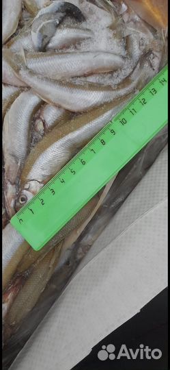 Корюшка 17+ икряная