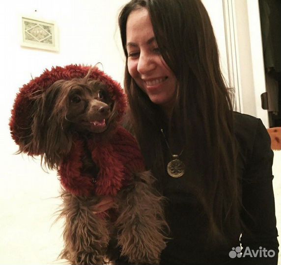 Чистка зубов собакам без наркоза