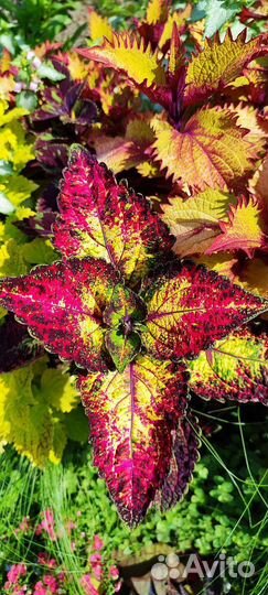 Колеусы вегетативные