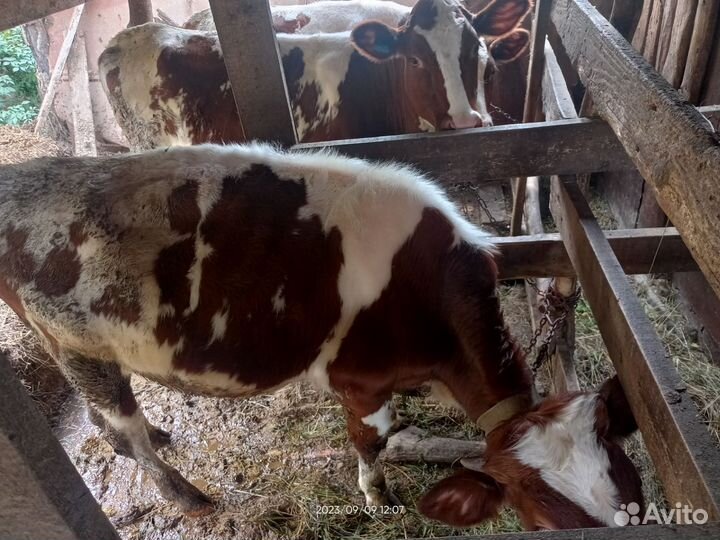 Бычки и телята