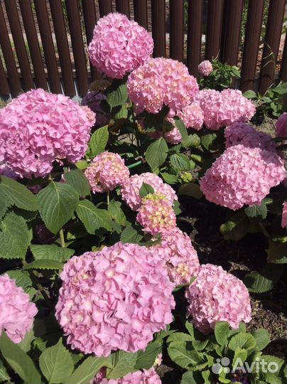 Гортензия крупнолистная саженцы