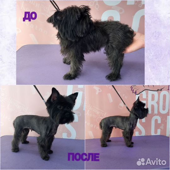 Груминг для кошек и собак с выездом на дом