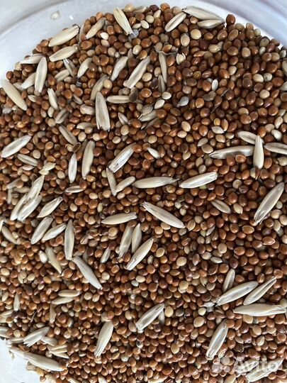 Корм для попугаев