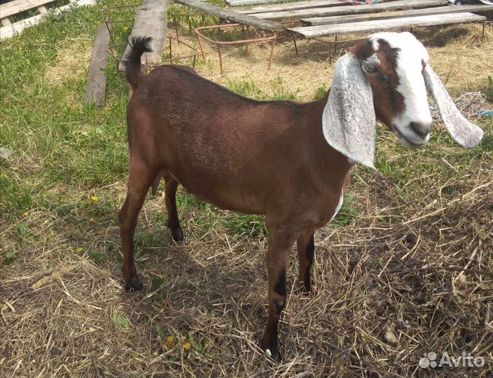 Коза и козлята