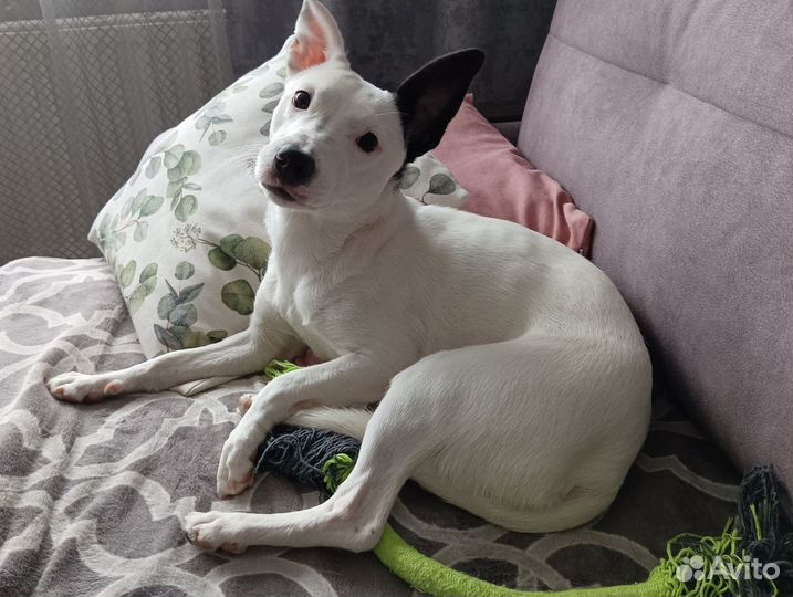 Собака в добрые руки