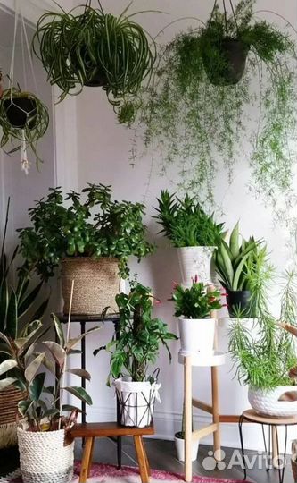 Передержка цветы