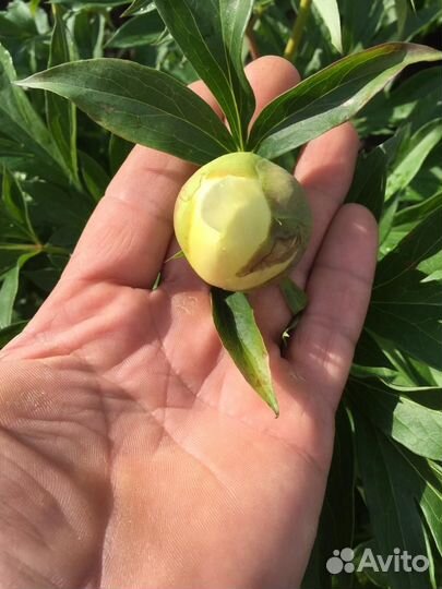 Корни пионов