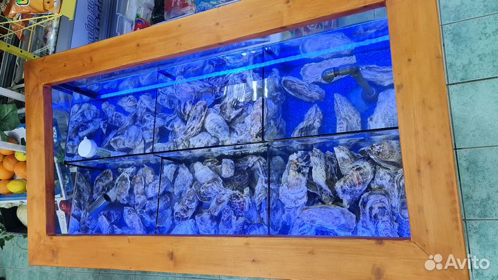 Аквариум для устриц