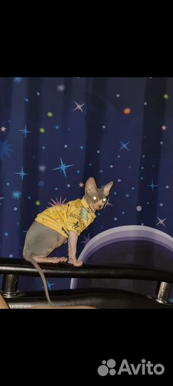 Канадский сфинкс мальчик