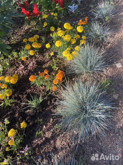 Овсяница сизая декоративный злак