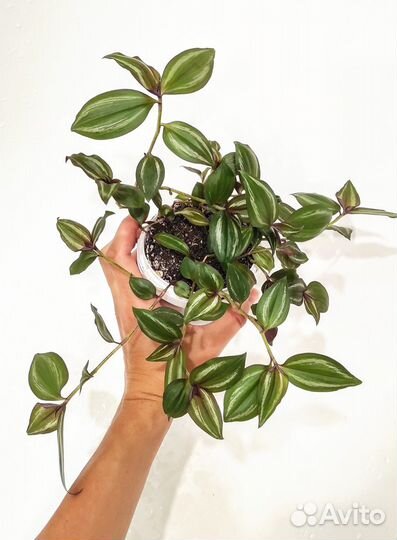 Традесканция разные виды