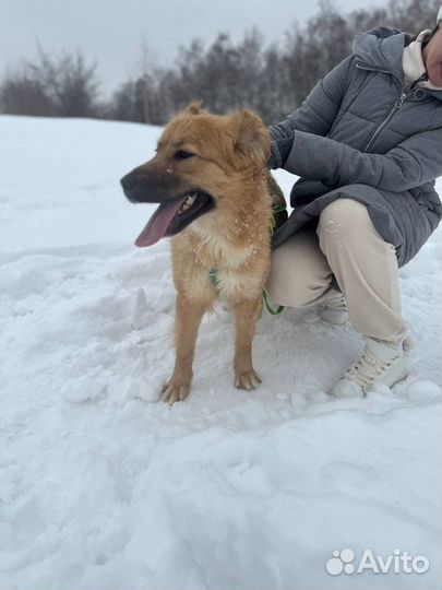 Вот такое милое облачко живет в приюте и ждет