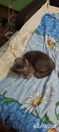 Отдам в добрые руки кошечку