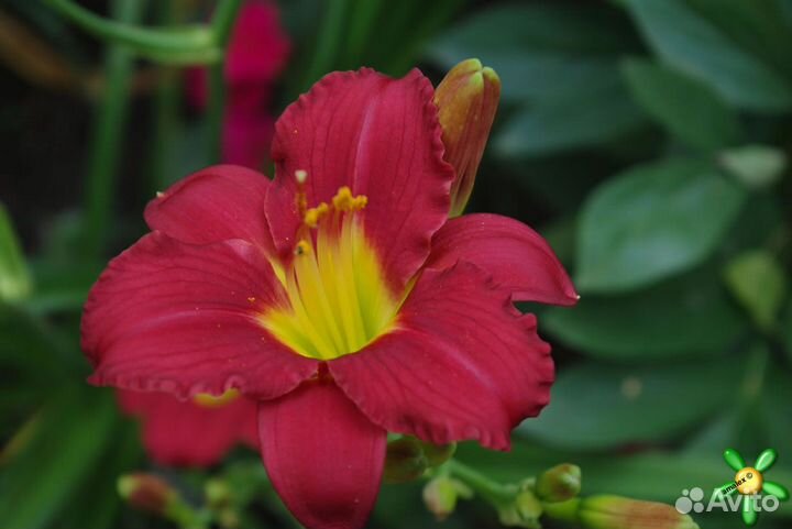 Лилейник пардон ми для любимого сада