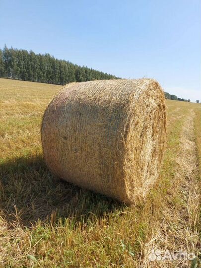 Сено солома