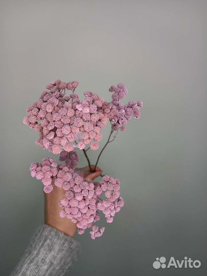 Сухоцвет танацетум / сухоцветы для дома