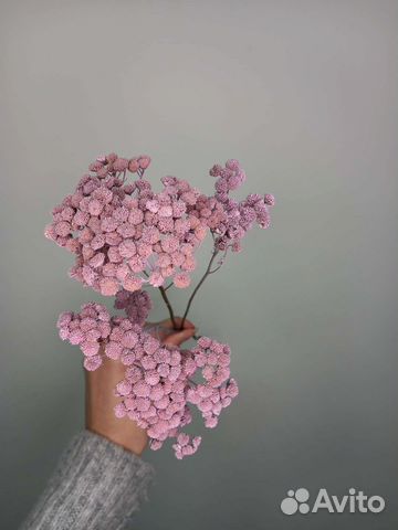 Сухоцвет танацетум / сухоцветы для дома