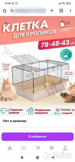 Морская свинка с клеткой