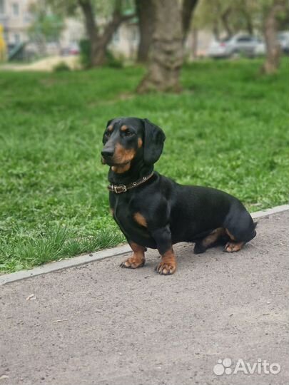 Вязка кобель такса