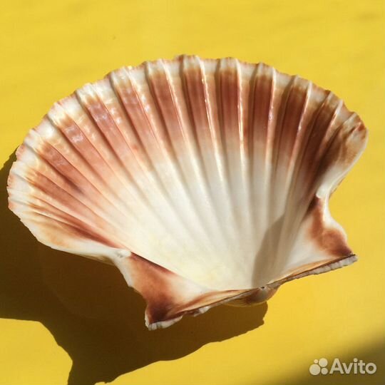 Ракушки Средиземноморья