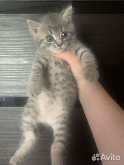 Отдам котенка в добрые руки