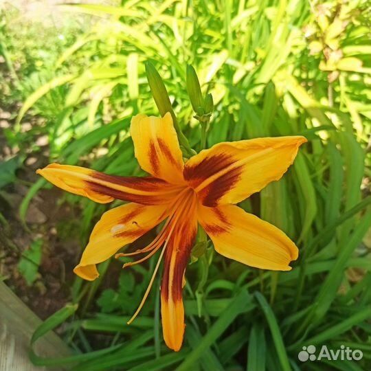 Лилия и Лилейники Гейхера Барвинок вариегатный