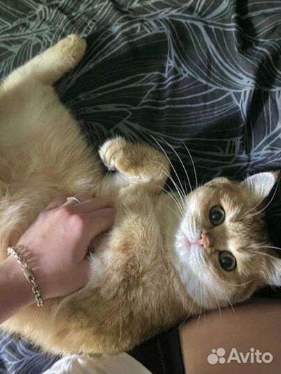 Котик золотой британский