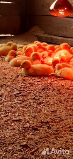 Утята стар 53 и Агидель