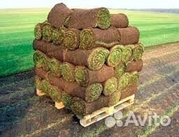 Рулонный газон