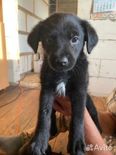 Отдам щенков от маленькой собачки