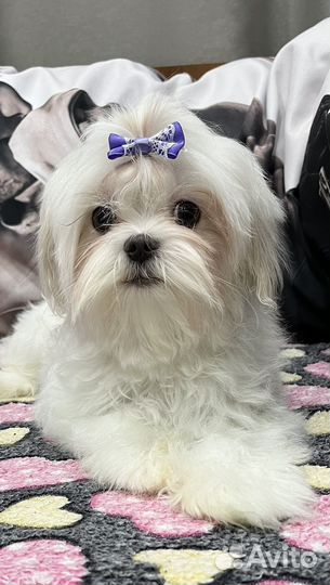 Мальтийская болонка мальчик