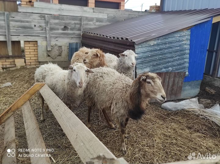 Овцы бараны