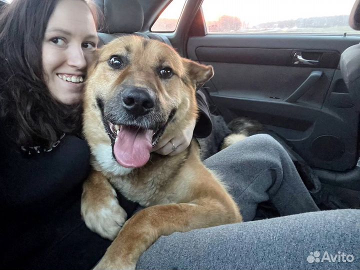 Собак по имени Шарик. Лучший друг