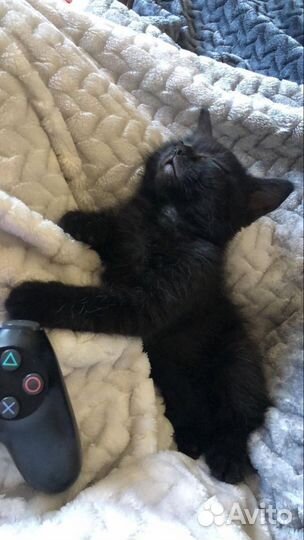 Котята в дар