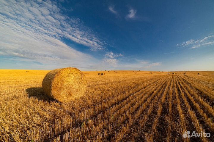 Объектив Samyang 14mm f 2.8 canon ef
