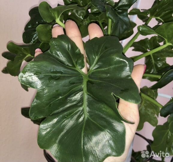 Филодендрон Атом