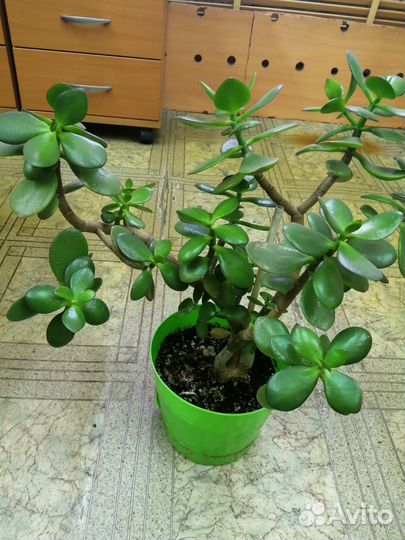 Толстянка денежное дерево