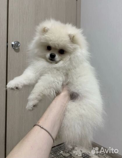 Щенки померанского шпица